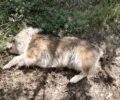 Καλοσκοπή Φωκίδας: Βρήκαν τον σκύλο τους δολοφονημένο από φόλα