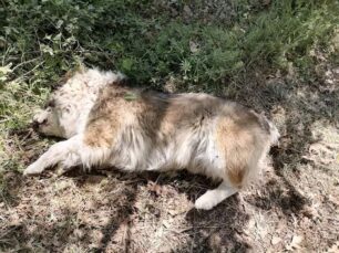 Καλοσκοπή Φωκίδας: Βρήκαν τον σκύλο τους δολοφονημένο από φόλα
