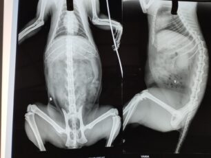Κάλυμνος: Βρήκαν γάτα τραυματισμένη πυροβολημένη με αεροβόλο