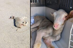Καρδίτσα: Παλεύει να σώσει το μωρό πρόβατο που βρήκε πεταμένο στον δρόμο (βίντεο)