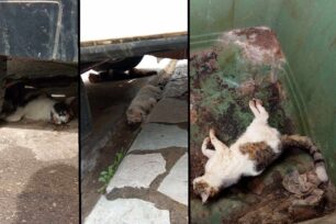 Καστέλλια Φωκίδας: Βρήκαν πολλές γάτες δολοφονημένες με φόλες