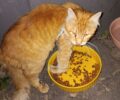 Κεφαλλονιά: Έκκληση για να βρεθεί γάτα στο Αργοστόλι που υποφέρει από το περιλαίμιο