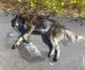 Κερατέα Αττικής: Με φόλες δολοφόνησε αδέσποτα σκυλιά (βίντεο)