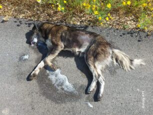 Κερατέα Αττικής: Με φόλες δολοφόνησε αδέσποτα σκυλιά (βίντεο)
