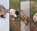 Κοπανάκι Μεσσηνίας: Συνεχίζονται οι δολοφονίες ζώων με φόλες – 7 σκυλιά δηλητηριασμένα