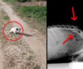 Φροντίζουν σκύλο που βρέθηκε παράλυτος να σέρνεται στα χωράφια στην Κορησό Καστοριάς (βίντεο)
