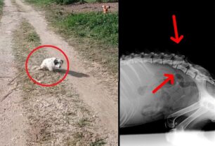 Φροντίζουν σκύλο που βρέθηκε παράλυτος να σέρνεται στα χωράφια στην Κορησό Καστοριάς (βίντεο)