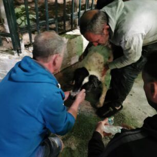 Κορυφάσιο Μεσσηνίας: Με φόλα δολοφόνησε ακόμα έναν σκύλο 6 KoryfasioMessiniasDilitiriasmenosSkylos24 4 2024 1
