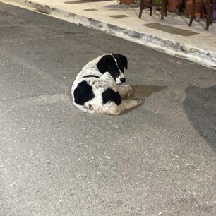 Κορυφάσιο Μεσσηνίας: Με φόλα δολοφόνησε ακόμα έναν σκύλο 1 KoryfasioMessiniasDilitiriasmenosSkylos24 4 2024 4