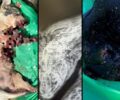 Συνελήφθησαν δύο κυνηγοί που σκότωσαν 4 σκυλιά τους στην Κρυσταλλόβρυση Αχαΐας