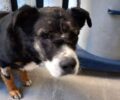 Θεσσαλονίκη: Ψάχνει στο Φίλυρο την σκυλίτσα που γιάτρεψε και έχασε - Είχε βρεθεί πεταμένη σε κάδο στα Λαγυνά (βίντεο)