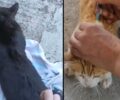 Λεοντάρι Καρδίτσας: Βρήκαν ξανά γάτες δηλητηριασμένες από φόλες (βίντεο)