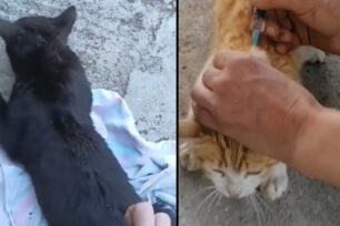 Λεοντάρι Καρδίτσας: Βρήκαν ξανά γάτες δηλητηριασμένες από φόλες (βίντεο)
