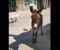 Μακρυχώρι Καβάλας: Αδιάφοροι για τον γάιδαρο τους που κουτσαίνει και περιφέρεται ανεπιτήρητος (βίντεο)