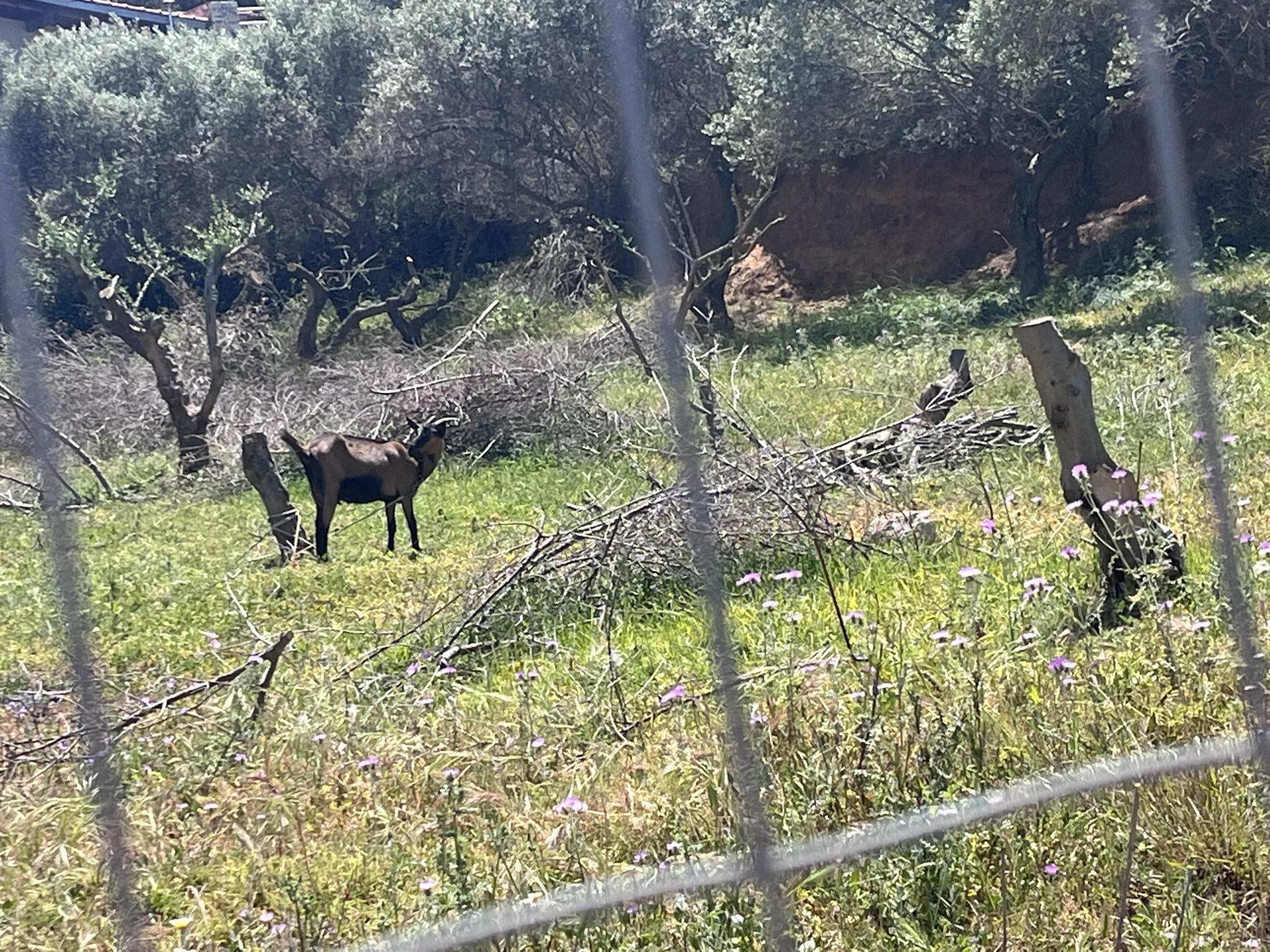 Μακρύς Τοίχος Χανίων: Είχε την κατσίκα του δεμένη στον ήλιο χωρίς νερό (βίντεο)