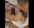 Μαρκόπουλος Αττικής: Βρήκαν 6 μωρά γατάκια ζωντανά σε σακούλα στον κάδο σκουπιδιών (βίντεο)