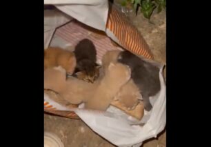 Μαρκόπουλος Αττικής: Βρήκαν 6 μωρά γατάκια ζωντανά σε σακούλα στον κάδο σκουπιδιών (βίντεο)