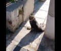 Μοσχάτο Αττικής: Έκκληση για παράλυτη γάτα που σέρνεται (βίντεο)