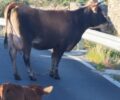 Μύκονος: Αγελάδα παστουρωμένη με δεμένα τα πόδια στη μέση του δρόμου με το μικρό της