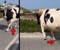 Μύκονος: Ακόμα μια παστουρωμένη αγελάδα με δεμένα τα πόδια κακοποιείται και κινδυνεύει (βίντεο)