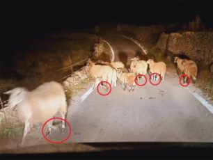 Μύκονος: Πρόβατα με δεμένα τα πόδια νύχτα στη μέση του δρόμου – Άραγε έγινε καταγγελία στον δράστη;