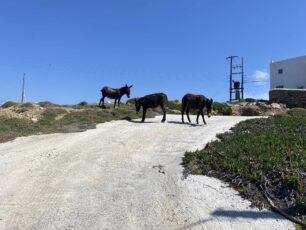 Έκκληση για το κόστος μεταφοράς στον Ε.Σ.Π.Ι. των 4 γαϊδουριών που κινδυνεύουν