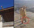 Μύκονος: Έσωσαν κατσίκα που παγιδεύτηκε σε ταράτσα εξαιτίας της παστούρας