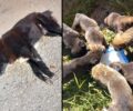 Νέα Αμισός Ξάνθης: Με φόλες δολοφόνησε 4 αδέσποτα σκυλιά - Έκκληση για τα κουτάβια που έχασαν τη μάνα τους