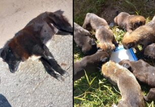 Νέα Αμισός Ξάνθης: Με φόλες δολοφόνησε 4 αδέσποτα σκυλιά - Έκκληση για τα κουτάβια που έχασαν τη μάνα τους