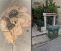 Nέα Ιωνία Αττικής: Εντοπίστηκε γυναίκα που πέταξε 4 νεογέννητα κουτάβια σε κάδο - 120.000 € πρόστιμο και διώκεται για κακούργημα