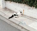 Καταγγέλλει τη δηλητηρίαση γατιών και σκυλιών με φόλες στο Πανόραμα Θεσσαλονίκης