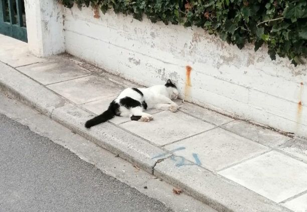 Καταγγέλλει τη δηλητηρίαση γατιών και σκυλιών με φόλες στο Πανόραμα Θεσσαλονίκης