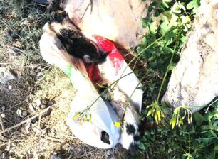 Πάρος: Βρήκε στην Αλυκή κλεισμένα σε σακούλα στον κάδο σκουπιδιών 3 γατάκια
