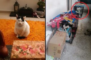 Αθήνα: Έκκληση για υιοθεσία γάτας που γυναίκα επί 3 χρόνια την κακοποιούσε σε κλουβί στο μπαλκόνι (βίντεο)