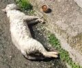 Πετρούπολη Αττικής: Περισσότερες από 15 αδέσποτες γάτες δολοφονημένες με φόλες καταγγέλουν κάτοικοι της περιοχής