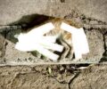 Πετρούπολη Αττικής: Ακόμα μια γάτα δολοφονημένη με εμφανή σημάδια δηλητηρίασης από φόλα