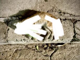 Πετρούπολη Αττικής: Ακόμα μια γάτα δολοφονημένη με εμφανή σημάδια δηλητηρίασης από φόλα
