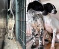 Πετρούπολη Αττικής: Έκκληση για φιλοξενίες των κακοποιημένων από τους συλλέκτες γατιών και σκυλιών