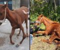 Καταδικάστηκε με αναστολή άνδρας που βασάνιζε νεαρό ανάπηρο άλογο στον Προφήτη Ηλία Ημαθίας (βίντεο)