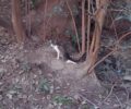 Έκκληση για να πιαστεί παράλυτη γάτα που σέρνεται στο Ελαιόρεμα στην Πυλαία Θεσσαλονίκης