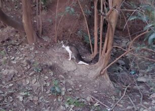 Έκκληση για να πιαστεί παράλυτη γάτα που σέρνεται στο Ελαιόρεμα στην Πυλαία Θεσσαλονίκης