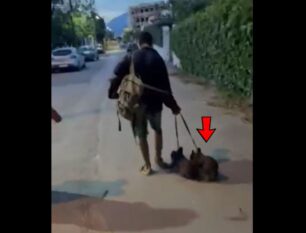 Ρίο Αχαΐας: Έσωσαν τα 2 σκυλιά που μεθυσμένος άνδρας έσερνε στην άσφαλτο (βίντεο)