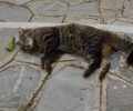 Σκόπελος: Βρήκε τις αδέσποτες γάτες που φρόντιζε δολοφονημένες με φόλες στη Γλώσσα