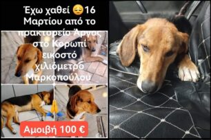 Άρπαξαν τον αδέσποτο σκύλο από το Κορωπί Αττικής και τον πέταξαν στον Δρυμό Θεσσαλονίκης