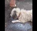 Σταμνά Αιτωλοακαρνανίας: Πολλά ζώα δηλητηριάστηκαν με φόλες (βίντεο)