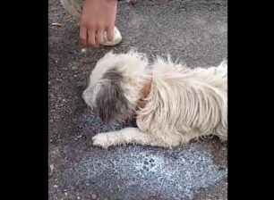 Σταμνά Αιτωλοακαρνανίας: Πολλά ζώα δηλητηριάστηκαν με φόλες (βίντεο)