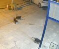 Καταφύγιο για τις αδέσποτες γάτες συνεργείο αυτοκινήτων στη Θεσσαλονίκη (βίντεο)