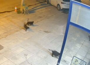 Καταφύγιο για τις αδέσποτες γάτες συνεργείο αυτοκινήτων στη Θεσσαλονίκη (βίντεο)