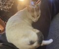 Αναζητούν 20 γάτες που εξαφανίστηκαν στο Ζούμπερι Αττικής μετά την αντίδραση κατοίκου στην οδό Δαφνών
