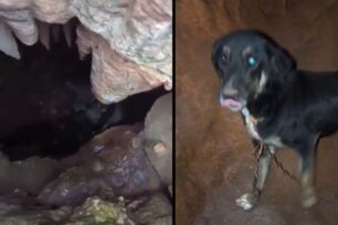 Αρφαρά Μεσσηνίας: Έσωσε σκύλο που τουρίστες βρήκαν εγκλωβισμένο στο έδαφος μέσα σε σπηλιά (βίντεο)